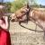 horsey2