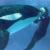 orcinusorca