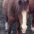 PemberlyStables