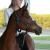 SharayahStables