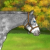 WensumValleyPonies