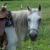IrishRunStables