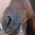 horselover5113